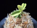 각왕산 覚王山 Kakuozan
