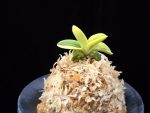 각왕산 覚王山 Kakuozan