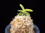 각왕산 覚王山 Kakuozan