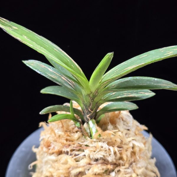 황야 荒野 Kouya