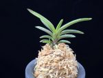 황야 荒野 Kouya