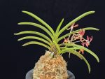 홍매  紅梅  Kobai