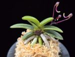 광풍 廣風 Kwangpung