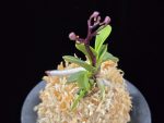 광풍 廣風 Kwangpung