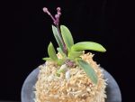 광풍 廣風 Kwangpung