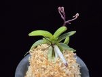 광풍 廣風 Kwangpung
