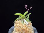 광풍 廣風 Kwangpung