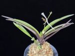 부용 芙蓉 Buyong
