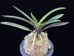 대하 大河 Daeha(Taiga) (Ruby root)