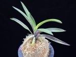 대하 大河 Daeha(Taiga) (Ruby root)
