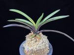 대하 大河 Daeha(Taiga) (Ruby root)