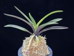 대하 大河 Daeha(Taiga) (Ruby root)