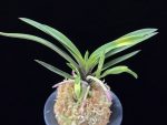 대하 大河 Daeha(Taiga) (Ruby root)