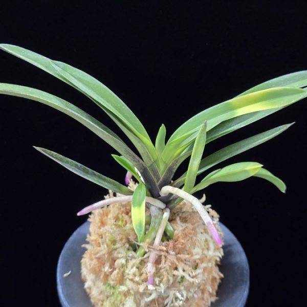 대하 大河 Daeha(Taiga) (Ruby root)