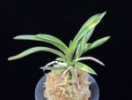 대하 大河 Daeha(Taiga) (Ruby root)