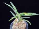 대하 大河 Daeha(Taiga) (Ruby root)