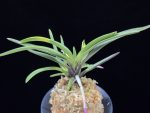 대하 大河 Daeha(Taiga) (Ruby root)