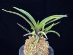 대하 大河 Daeha(Taiga) (Ruby root)