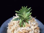 횃불 炬火 Hwaetbul(Kyoka)