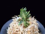 횃불 炬火 Hwaetbul(Kyoka)