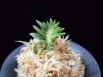 횃불 炬火 Hwaetbul(Kyoka)