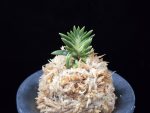 횃불 炬火 Hwaetbul(Kyoka)