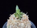 횃불 炬火 Hwaetbul(Kyoka)