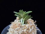 횃불 炬火 Hwaetbul(Kyoka)