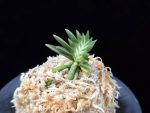 횃불 炬火 Hwaetbul(Kyoka)