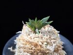 횃불 炬火 Hwaetbul(Kyoka)
