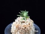 횃불 炬火 Hwaetbul(Kyoka)