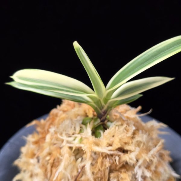 계림 鷄林 Gyerim (Benisuisho)