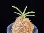계림 鷄林 Gyerim (Benisuisho)