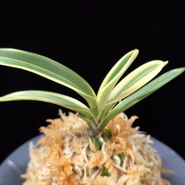 계림 鷄林 Gyerim (Benisuisho)