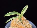 계림 鷄林 Gyerim (Benisuisho)