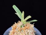 계림 鷄林 Gyerim (Benisuisho)