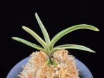 계림 鷄林 Gyerim (Benisuisho)