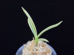 자미성 紫微星 Jamiseong (Sibisei)