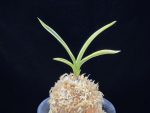 자미성 紫微星 Jamiseong (Sibisei)