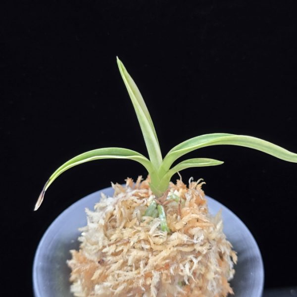자미성 紫微星 Jamiseong (Sibisei)