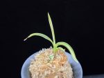 자미성 紫微星 Jamiseong (Sibisei)