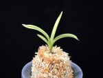 자미성 紫微星 Jamiseong (Sibisei)