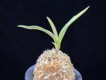 자미성 紫微星 Jamiseong (Sibisei)