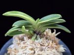 비금 轡錦 Kutsuwa nishiki