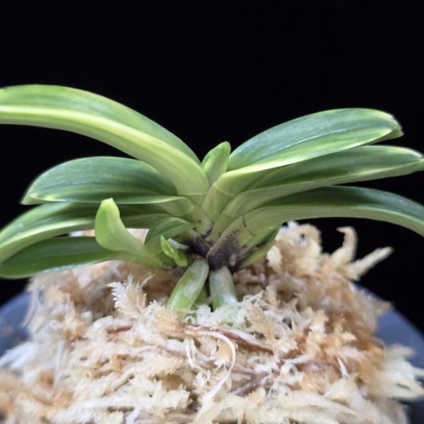 비금 轡錦 Kutsuwa nishiki