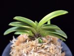 비금 轡錦 Kutsuwa nishiki