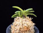 비금 轡錦 Kutsuwa nishiki