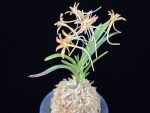 삼지연 三池淵 Samjiyeon