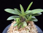 부용 芙蓉 Buyong