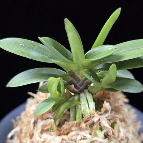 부용 芙蓉 Buyong